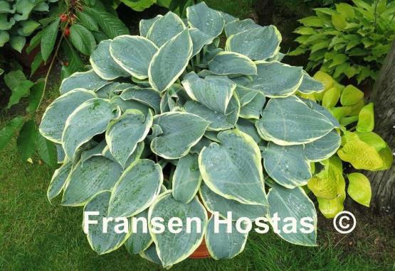 Hosta Frosted Dimples